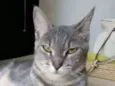 ADELLY