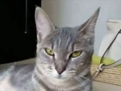 Gato ra a srd tricolor idade 1 ano nome ADELLY
