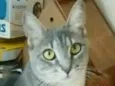ADELLY