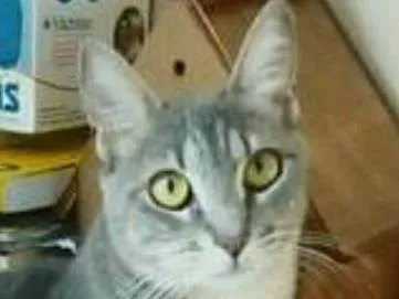 Gato ra a srd tricolor idade 1 ano nome ADELLY