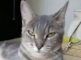 ADELLY
