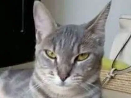 Gato ra a srd tricolor idade 1 ano nome ADELLY