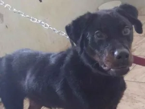 Cachorro raça Rottweiler idade 1 ano nome Goran