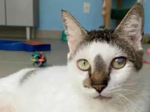 Gato raça srd idade 2 anos nome SADAN