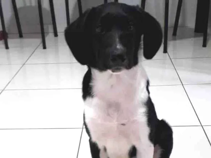 Cachorro ra a Border collie(mãe) pai desconhecido  idade 2 a 6 meses nome Max