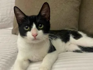 Gato raça srd frajolinha idade 2 a 6 meses nome BILL