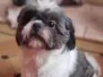 Bob