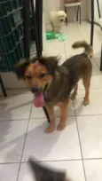 Cachorro raça SRD-ViraLata idade 2 anos nome Andira