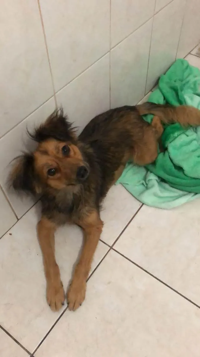 Cachorro raça SRD-ViraLata idade 2 anos nome Andira