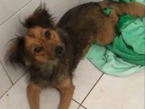 Cachorro raça SRD-ViraLata idade 2 anos nome Andira