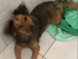 Cachorro raça SRD-ViraLata idade 2 anos nome Andira