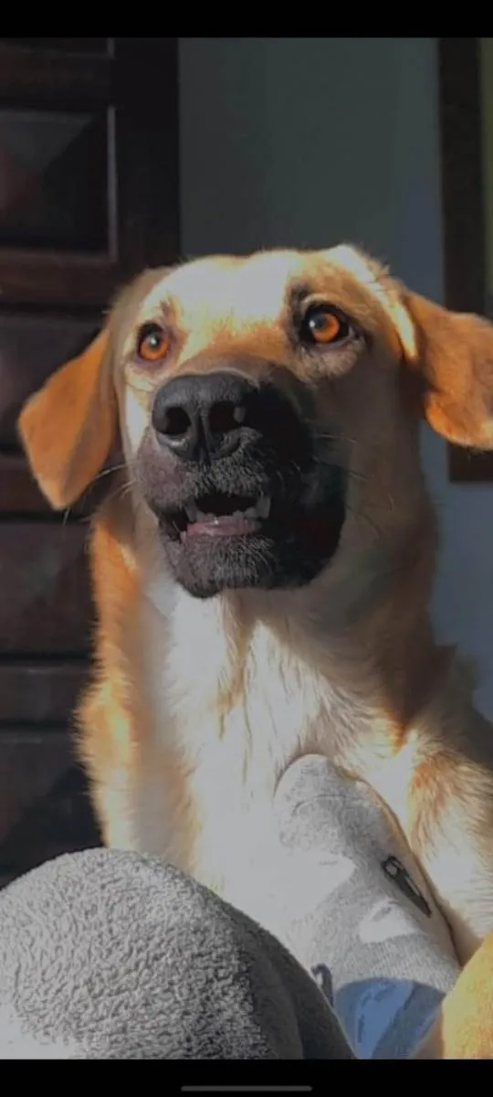 Cachorro ra a SRD-ViraLata idade 1 ano nome Belinha