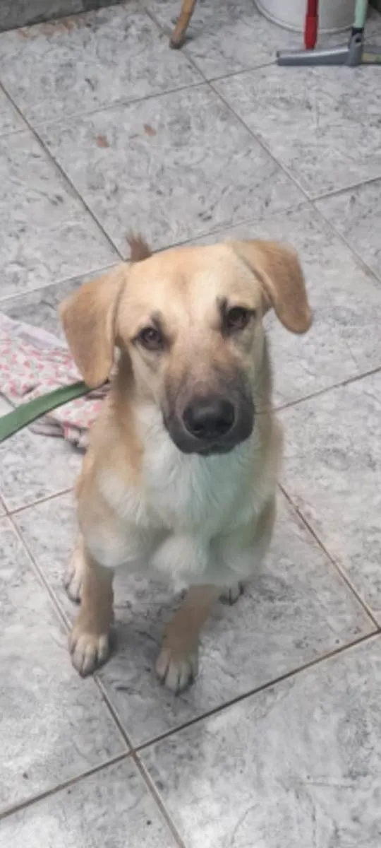 Cachorro ra a SRD-ViraLata idade 1 ano nome Belinha