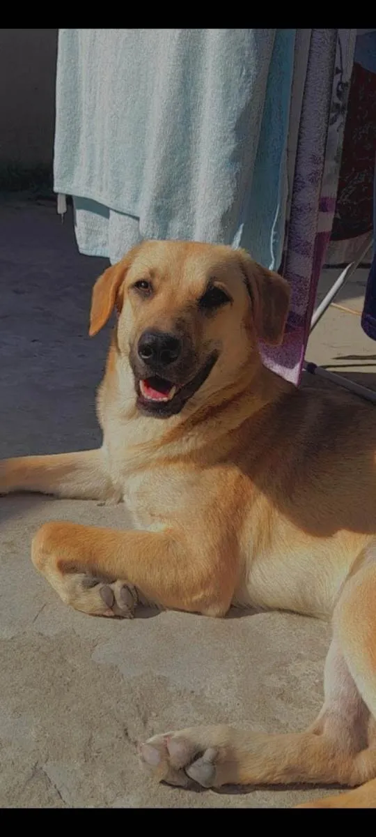 Cachorro ra a SRD-ViraLata idade 1 ano nome Belinha