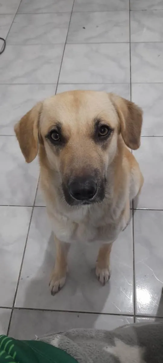 Cachorro ra a SRD-ViraLata idade 1 ano nome Belinha