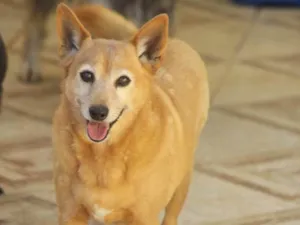 Cachorro raça  idade 6 ou mais anos nome Solano