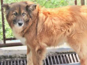 Cachorro raça  idade 6 ou mais anos nome Samuca