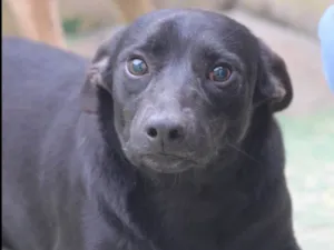 Cachorro raça  idade 2 anos nome Ramon Pequeno