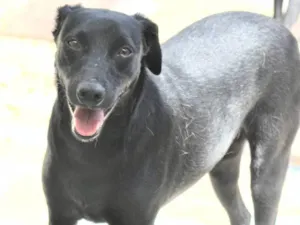 Cachorro raça  idade 1 ano nome Pingo Filhote