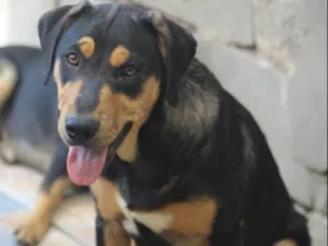 Cachorro raça  idade 2 a 6 meses nome Pandora Filhote