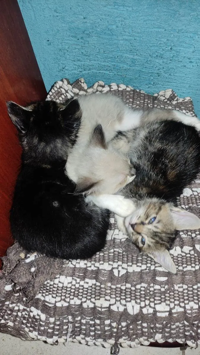 Gato raça  idade Abaixo de 2 meses nome Srd