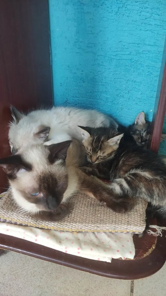 Gato raça  idade Abaixo de 2 meses nome Srd