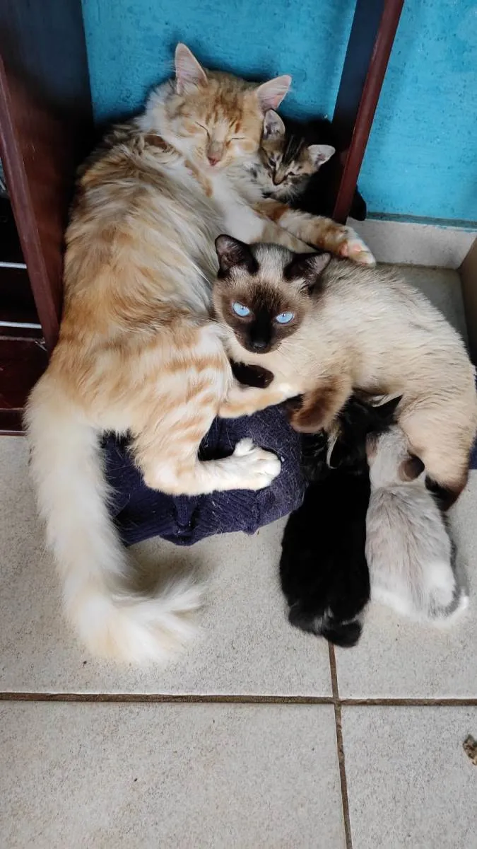 Gato raça  idade Abaixo de 2 meses nome Srd