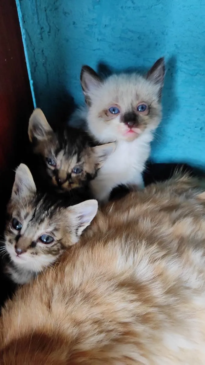 Gato raça  idade Abaixo de 2 meses nome Srd