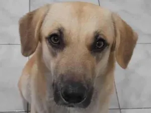 Cachorro raça SRD-ViraLata idade 1 ano nome Belinha