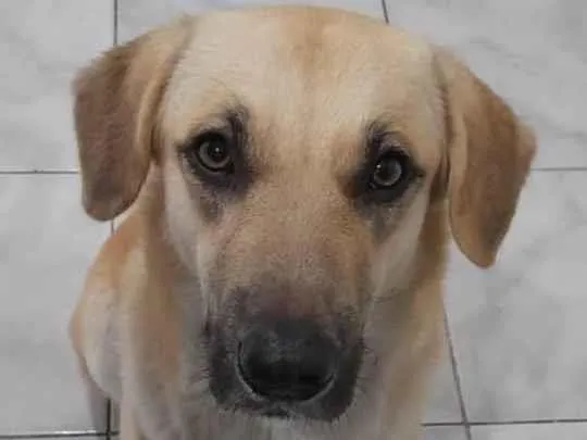 Cachorro ra a SRD-ViraLata idade 1 ano nome Belinha