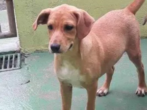 Cachorro raça  idade 2 a 6 meses nome Tiffany Filhote