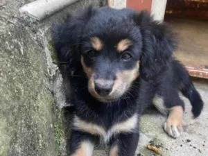 Cachorro raça SRD-ViraLata idade 2 a 6 meses nome Sem nome ainda