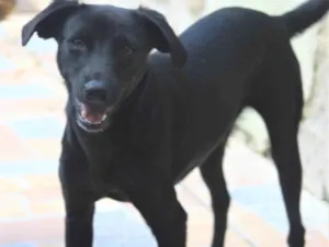 Cachorro raça  idade 1 ano nome Tico Filhote