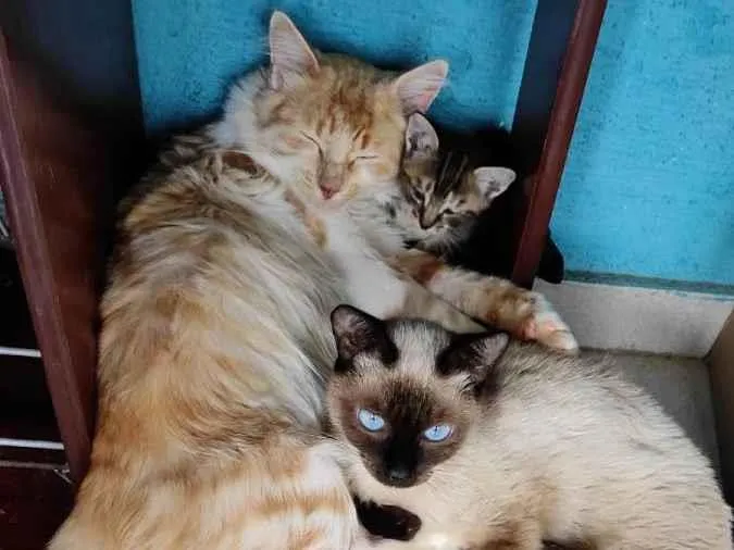 Gato raça  idade Abaixo de 2 meses nome Srd