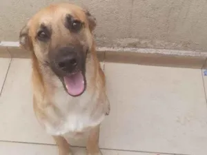 Cachorro raça  idade 2 anos nome Rocky