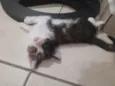 Bela
