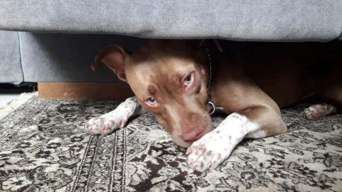 Cachorro ra a Pit monster idade 2 a 6 meses nome Kira
