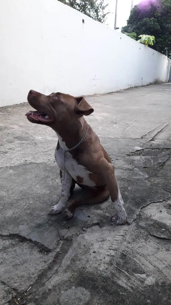 Cachorro ra a Pit monster idade 2 a 6 meses nome Kira