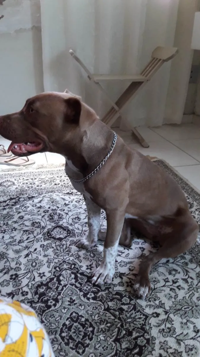 Cachorro ra a Pit monster idade 2 a 6 meses nome Kira