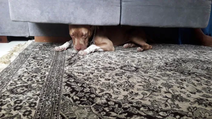 Cachorro ra a Pit monster idade 2 a 6 meses nome Kira