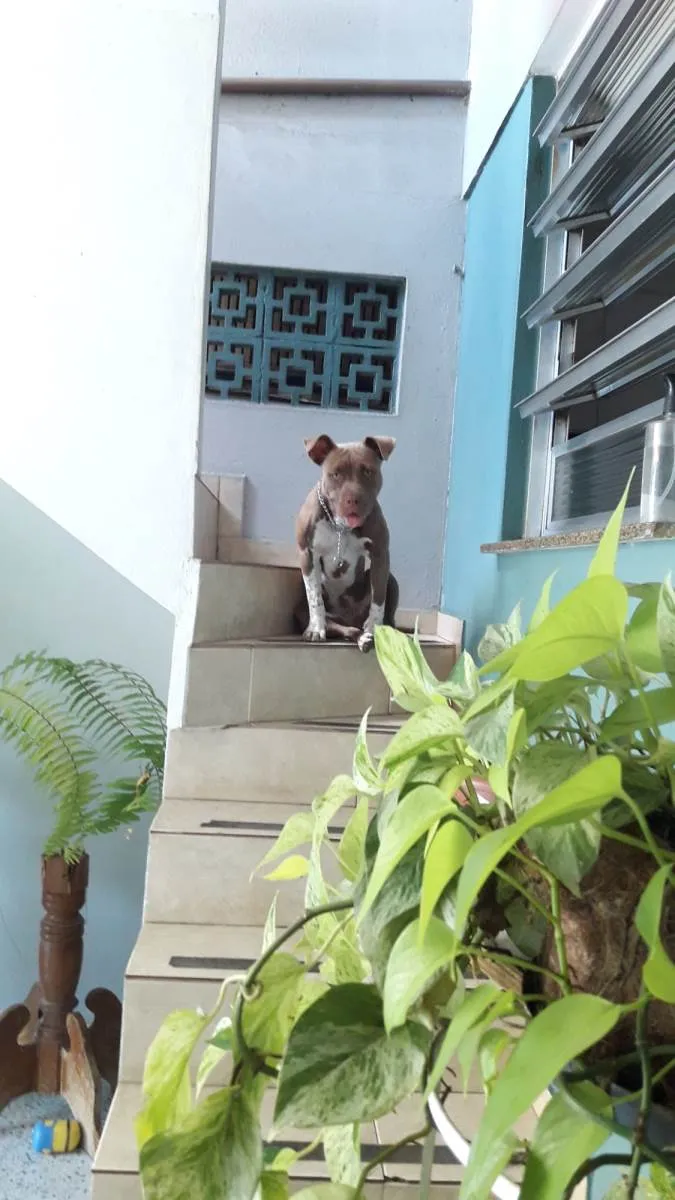Cachorro ra a Pit monster idade 2 a 6 meses nome Kira