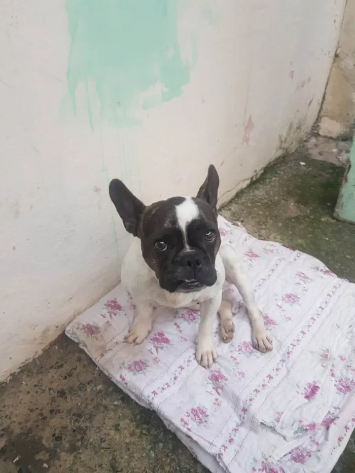 Cachorro raça Bulldog idade 2 a 6 meses nome Ravena