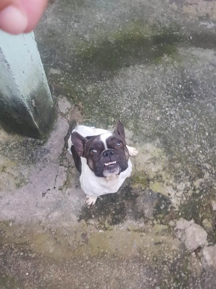 Cachorro raça Bulldog idade 2 a 6 meses nome Ravena
