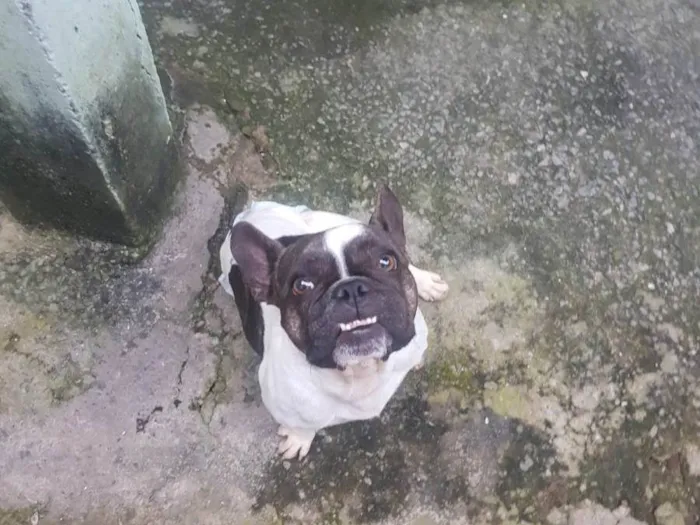 Cachorro raça Bulldog idade 2 a 6 meses nome Ravena
