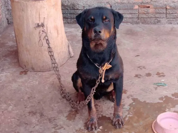 Cachorro ra a Rottweiler idade 2 anos nome Apolo e savana 