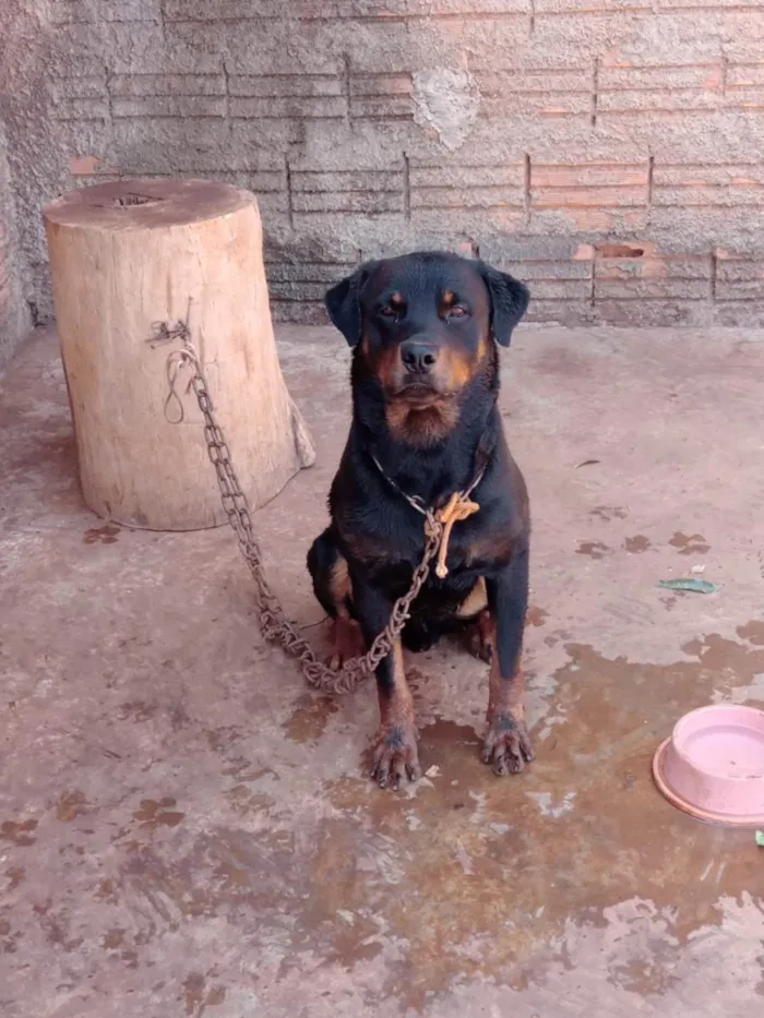 Cachorro ra a Rottweiler idade 2 anos nome Savana e Apolo 