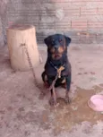Savana e Apolo