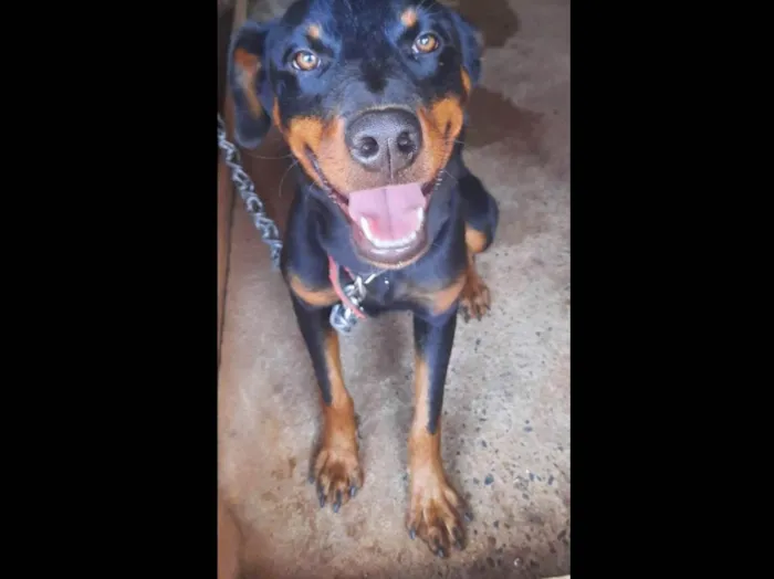 Cachorro ra a Rottweiler idade 2 anos nome Savana e Apolo 