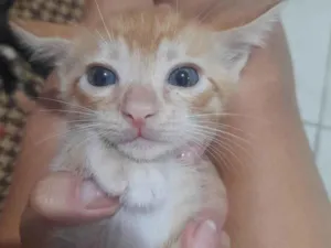 Gato raça ViraLata idade Abaixo de 2 meses nome Tocha