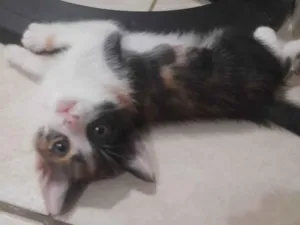 Gato raça Viralata idade Abaixo de 2 meses nome Bela